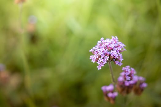 The background image of the colorful flowers, background nature