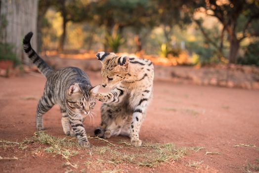 Serval cat with house cat in the wilderness of Africa