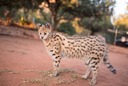 Serval cat in the wilderness of Africa