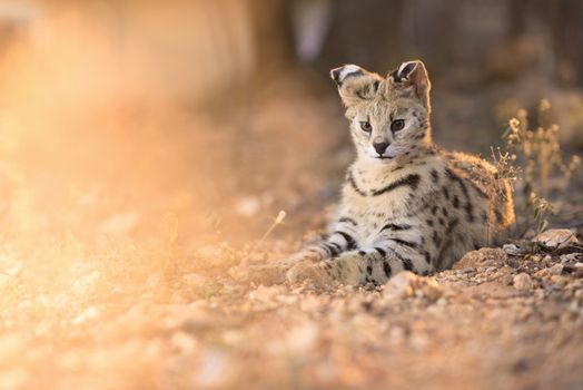 Serval cat in the wilderness of Africa