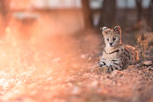 Serval cat in the wilderness of Africa