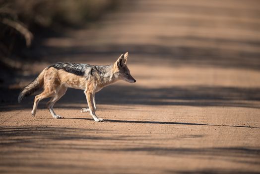 Jackal in the wilderness of Africa