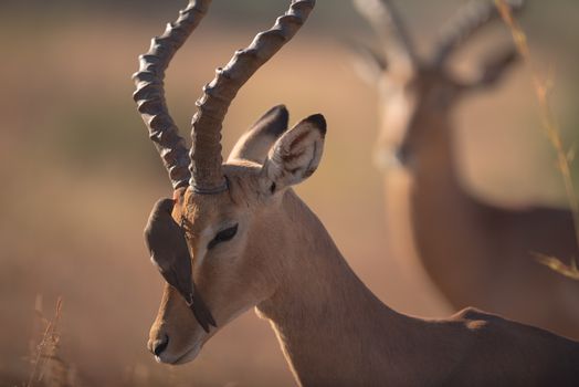 Impala in the wilderness of Africa