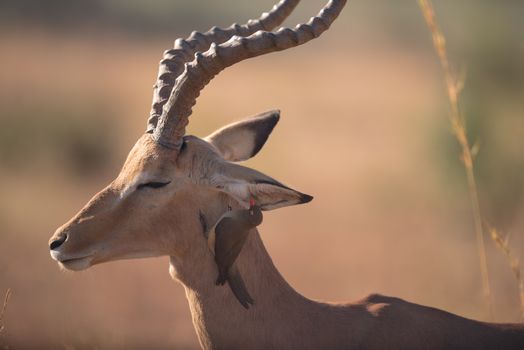 Impala in the wilderness of Africa