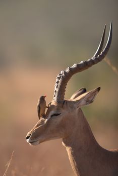 Impala in the wilderness of Africa