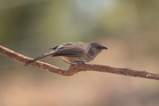Arrow marked babbler in the wilderness of Africa