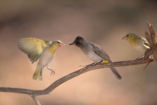 Bulbul in the wilderness of Africa