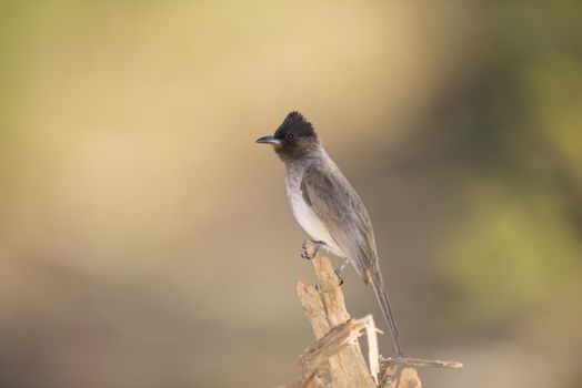 Bulbul in the wilderness of Africa