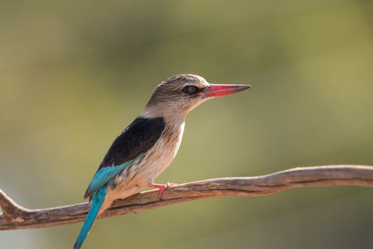 forest kingfisher bird in the wilderness of Africa