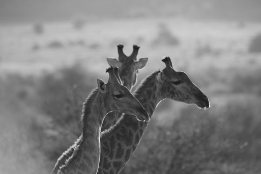 Giraffes in the wilderness of Africa