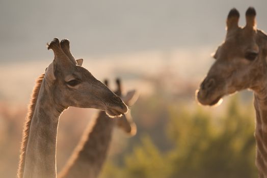 Giraffes in the wilderness of Africa