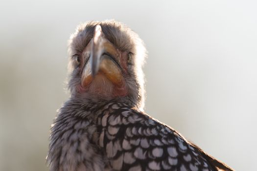 Southern yellow billed horn bill in the wilderness of Africa