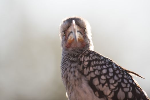 Southern yellow billed horn bill in the wilderness of Africa