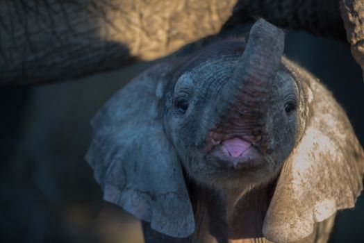 Elephant calf, baby elephant in the wilderness of Africa