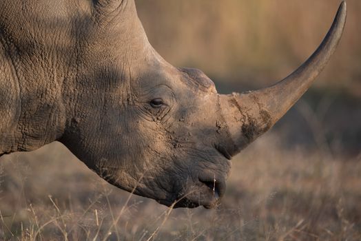 White rhino in the wilderness of Africa