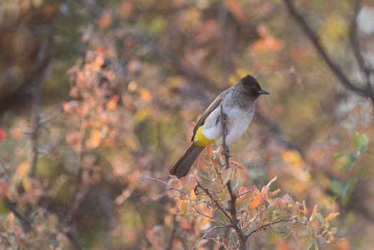 Bulbul in the wilderness of Africa