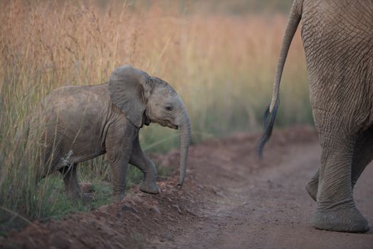 Elephant calf, baby elephant in the wilderness of Africa