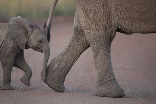 Elephant calf, baby elephant in the wilderness of Africa