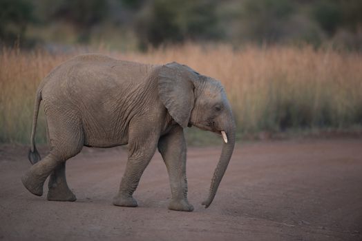 Elephant calf, baby elephant in the wilderness of Africa