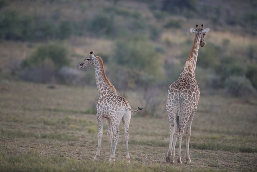 Giraffes in the wilderness of Africa