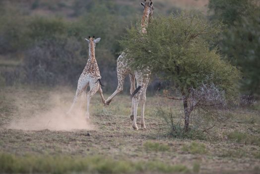 Giraffes in the wilderness of Africa