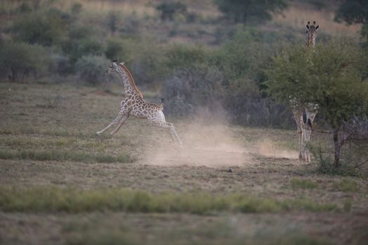 Giraffes in the wilderness of Africa