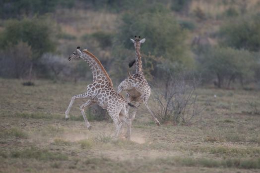 Giraffes in the wilderness of Africa