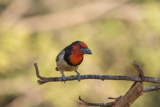 Black collared barbet in the wilderness of Africa