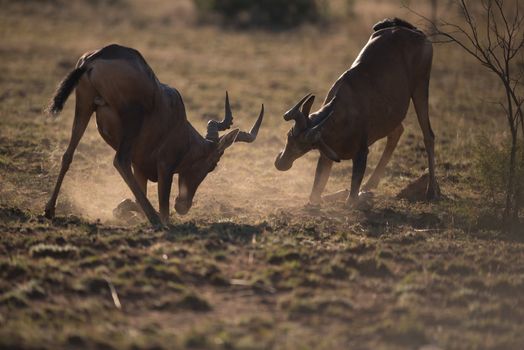 Jackal in the wilderness of Africa