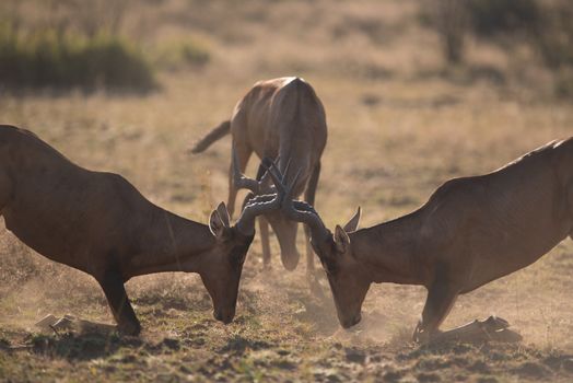 Jackal in the wilderness of Africa