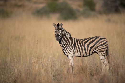 Zebra in the wilderness of Africa