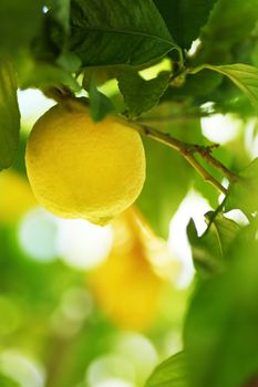 Lemon fruit close up on tree branch