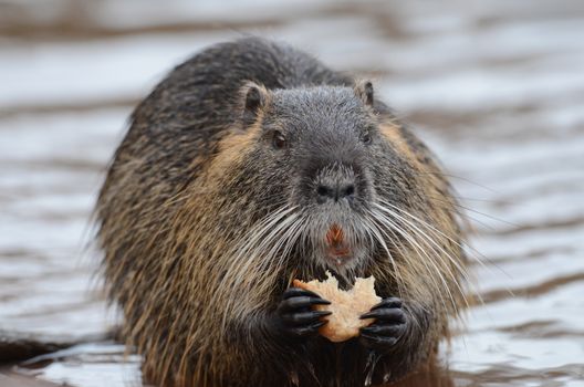 European beaver in the wilderness