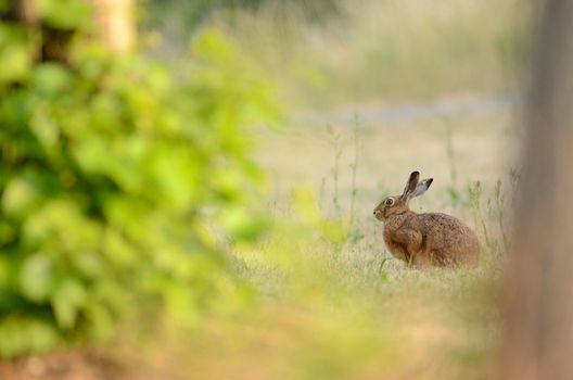 Hare in the wilderness