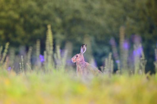 Hare in the wilderness