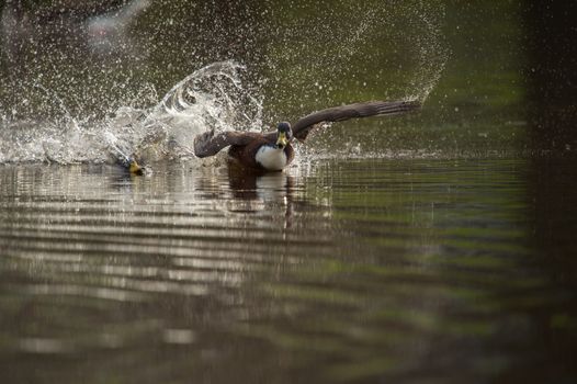 Mallard duck in the wilderness