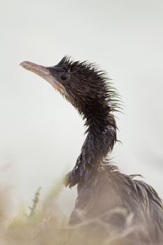 Cormorant in the wilderness