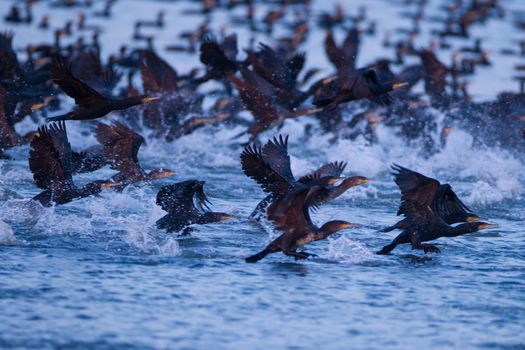 Cormorant in the wilderness