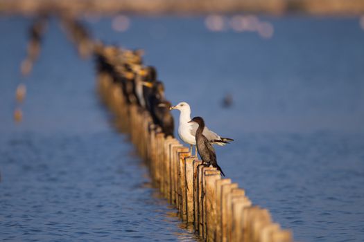 Cormorant in the wilderness