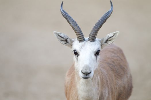 Gazelle close up portrait