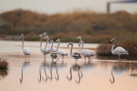 Flamingos in the wilderness in the lake