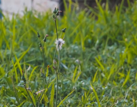 A single dandelion in a green field of grass.