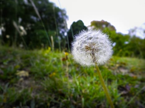 A portrait of a dandelion with a common field and forest background.