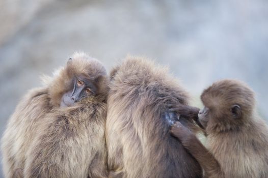 Gelada baboons hugging in the wilderness