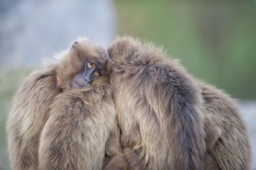 Gelada baboons hugging in the wilderness