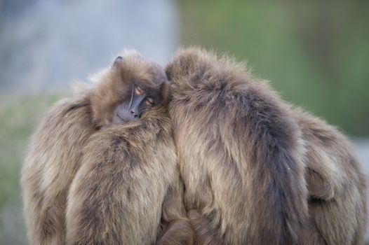 Gelada baboons hugging in the wilderness