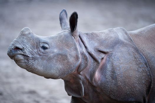 Indian rhino in the wilderness