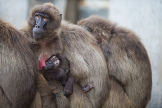 Gelada baboons hugging in the wilderness