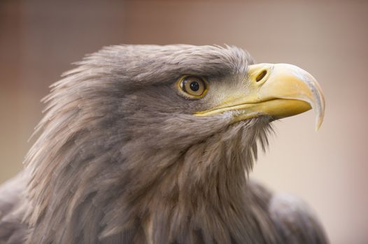 White tailed fish eagle portrait