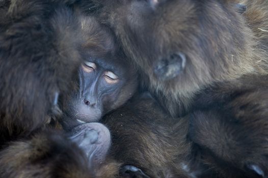 Gelada baboons hugging in the wilderness